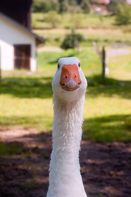 German Goose