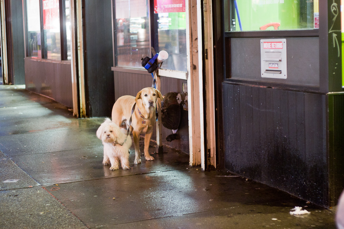 dogs waiting